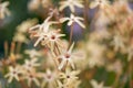 Bell Flower, Ixia paniculata, flowering plants Royalty Free Stock Photo